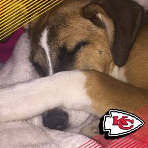 Meet your Posher, Anne